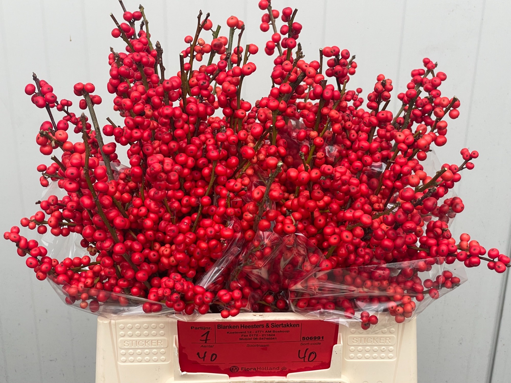 Илекс Красные ягоды 40, шт.