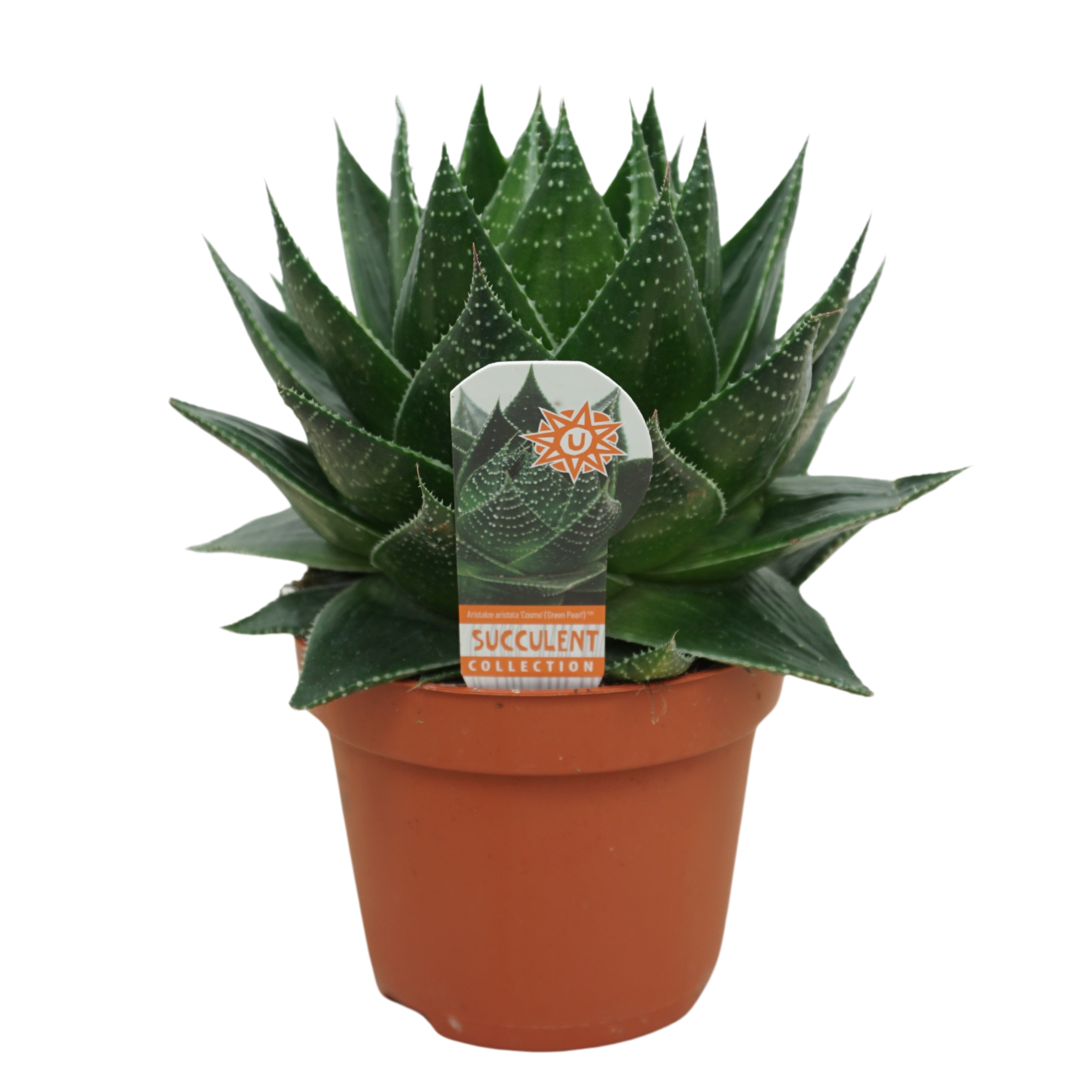 Aloë Cosmo 13 cm met etiket, D 13 cm Aloë Cosmo 13 cm met etiket, D 13 cm