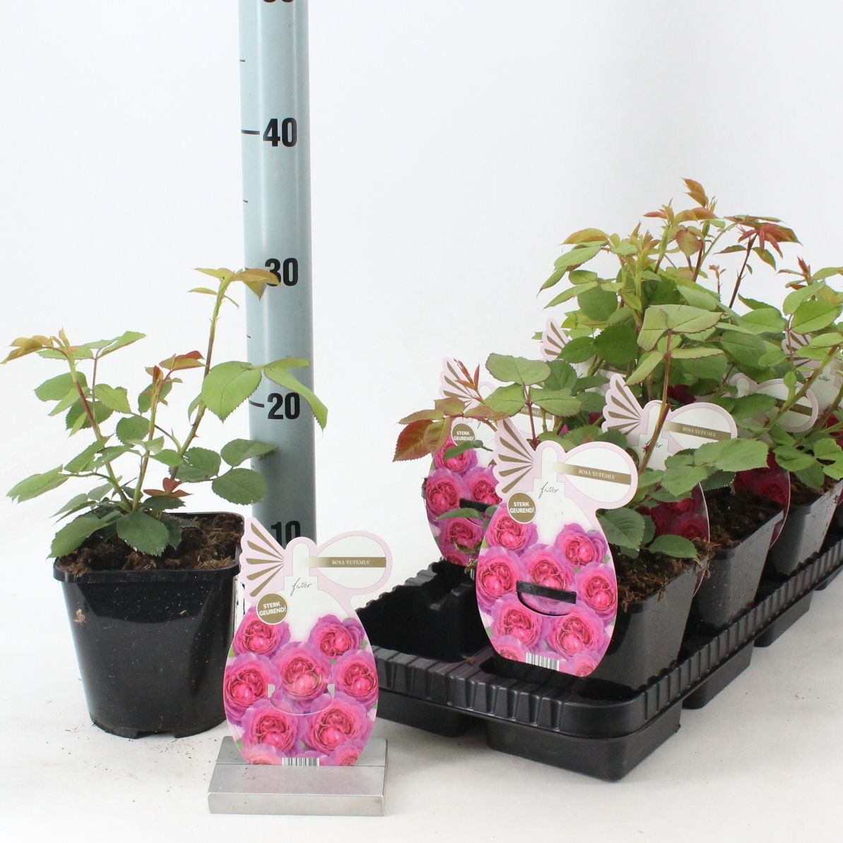 Rosa (PA) 'Eufemia' ®, D 14 cm