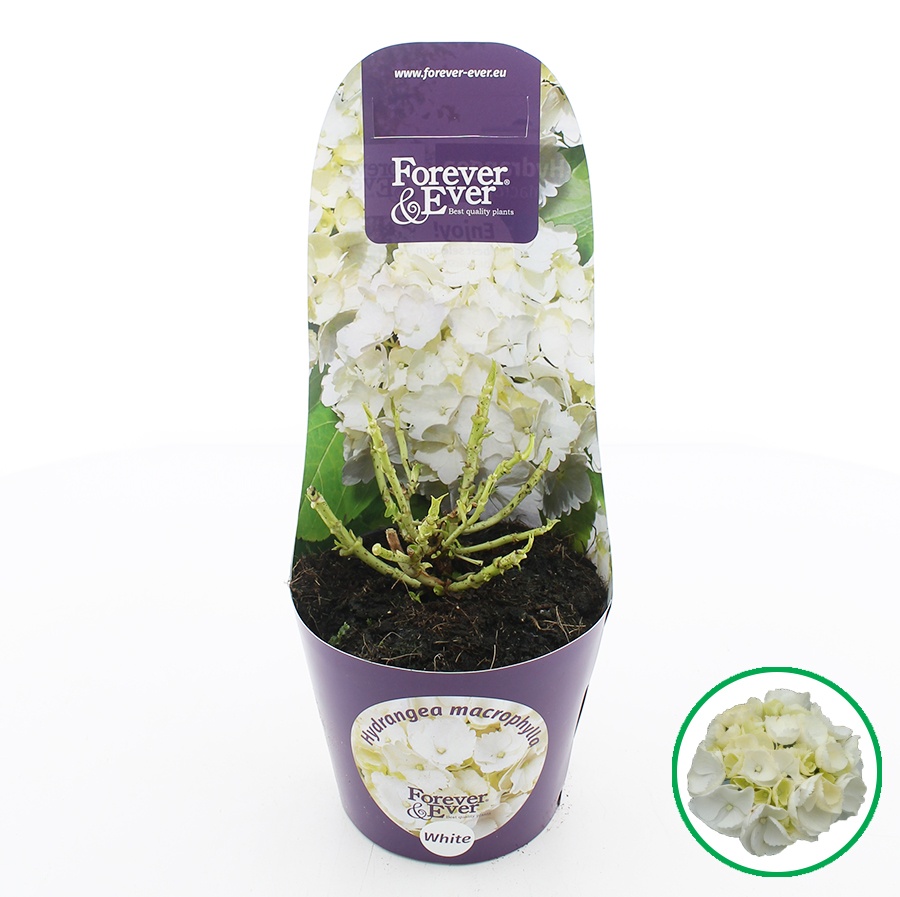 Hydrangea macr. Forever & Ever® Wit C2 (17cm.) Potcover, D 17