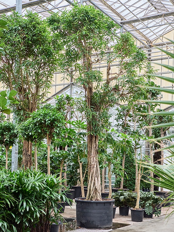Ficus binnendijkii 'Alii', D 120