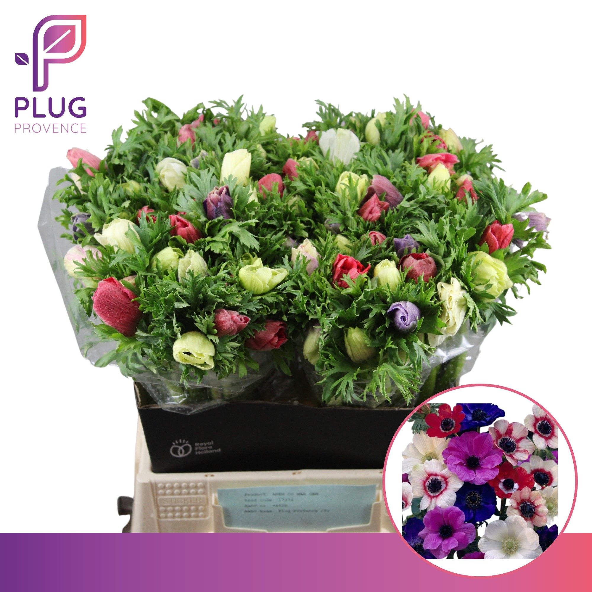 Анемон Мариане Микс 40, шт.