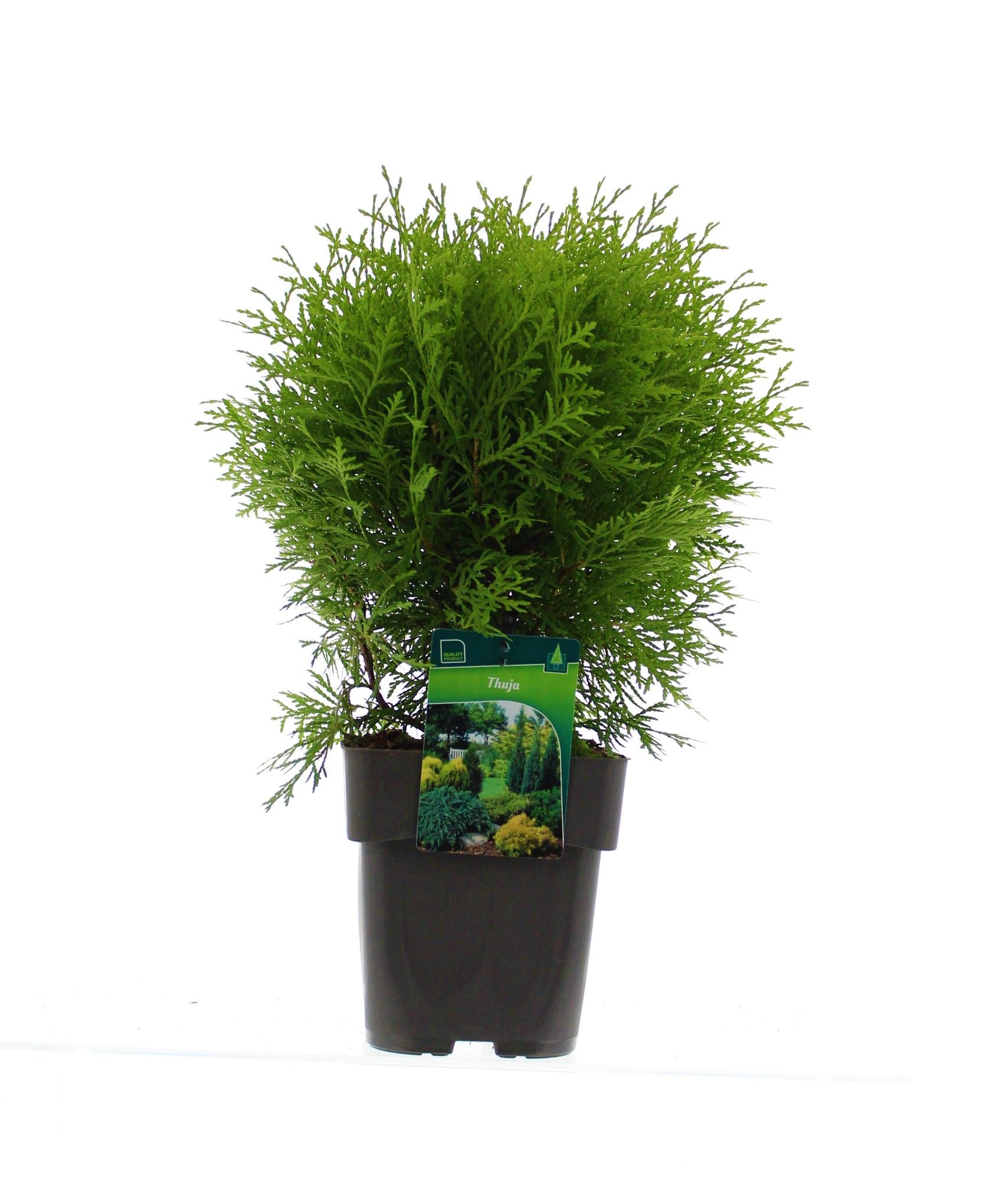 Thuja occ. 'Danica Aurea', D 19