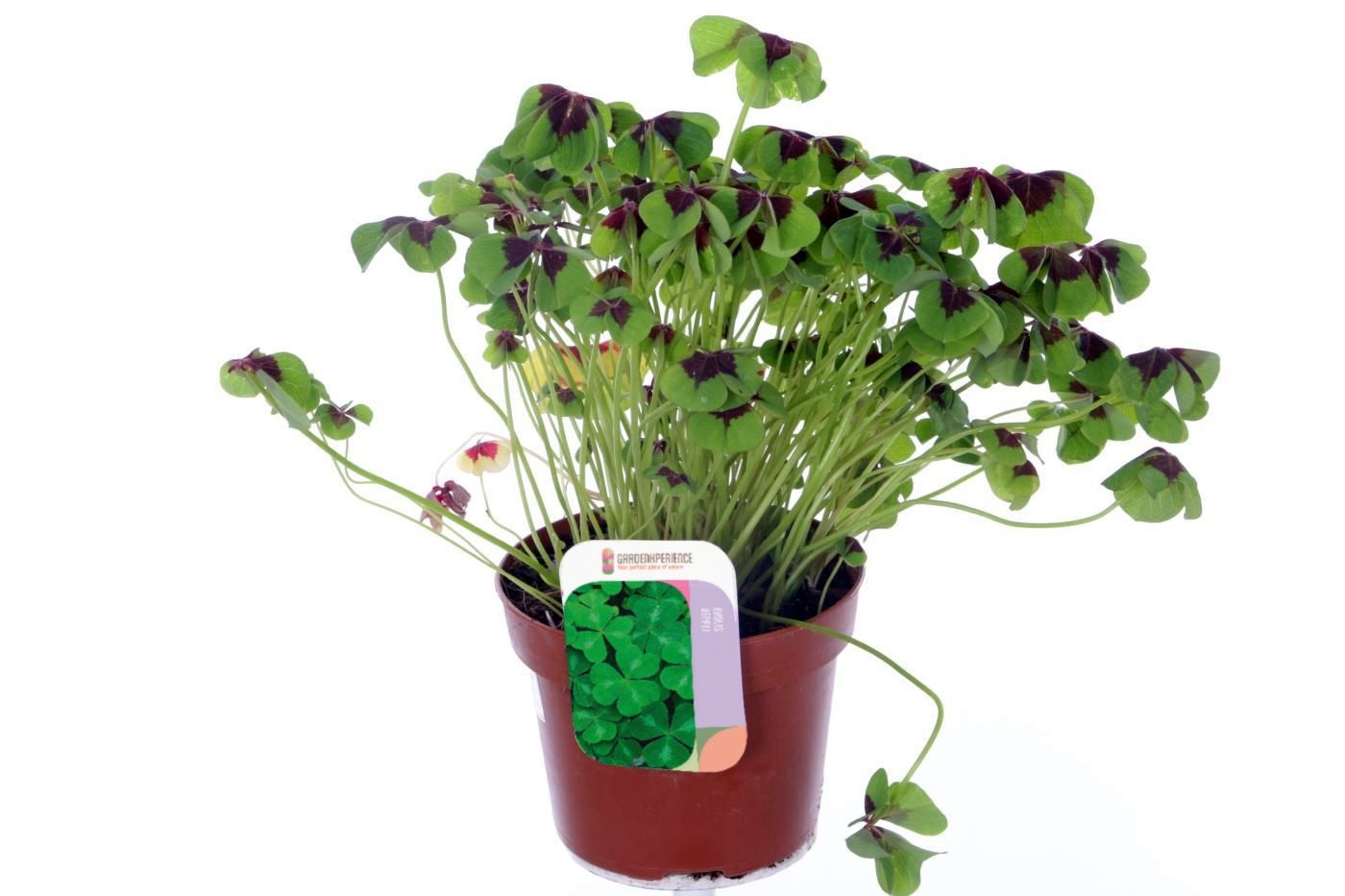 Oxalis deppei, D 13 cm