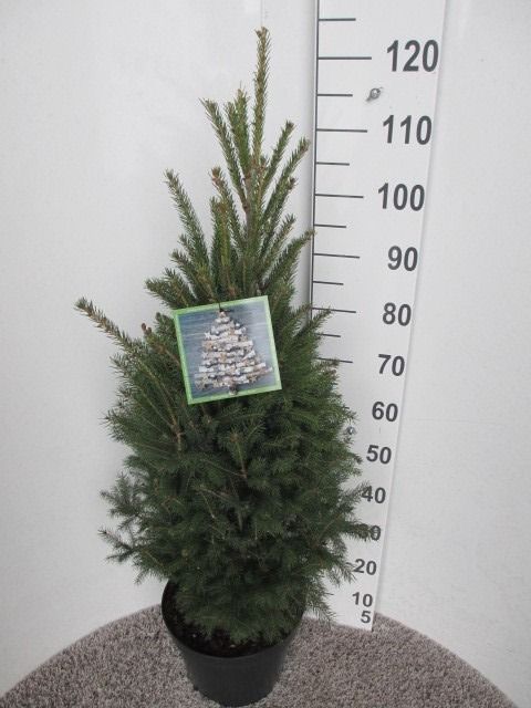 Picea glauca Super Green 80-100 P28, D 28 cm