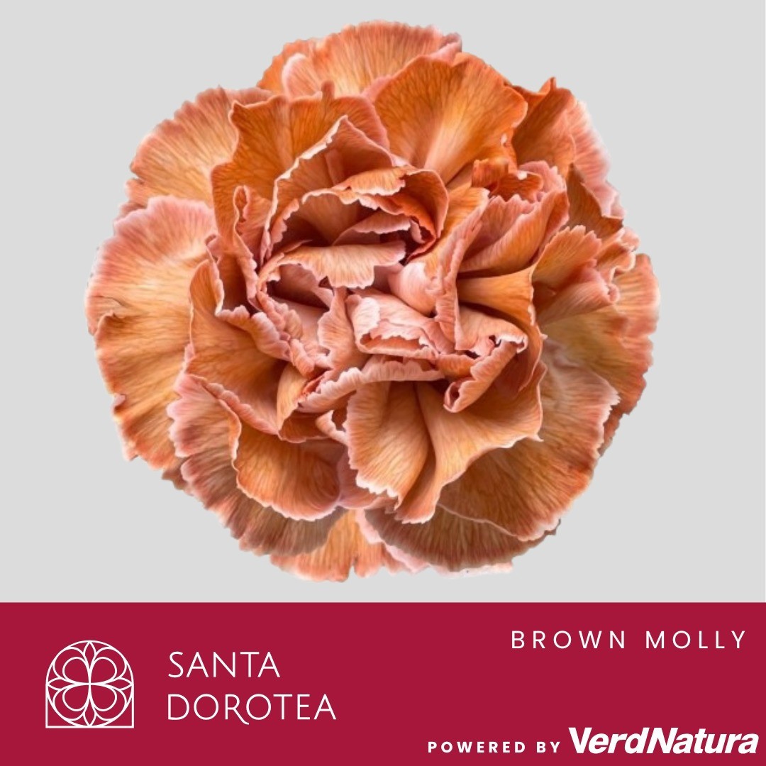 Диантус од. Овериг Крашеный (краш. ), шт.