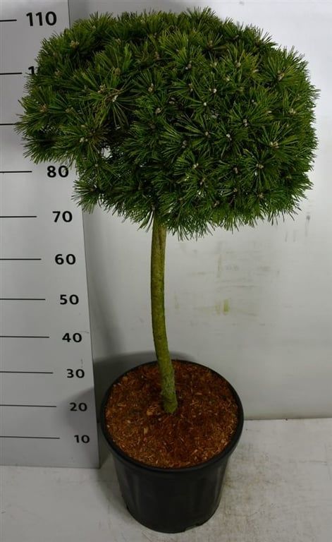 Pinus mugo 'Benjamin', D 38