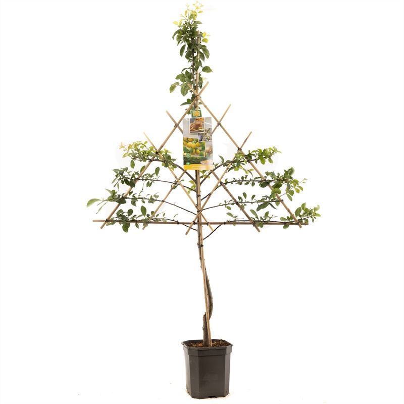 Prunus dom. Mirab. de Nancy lei Gele pruim, D 24