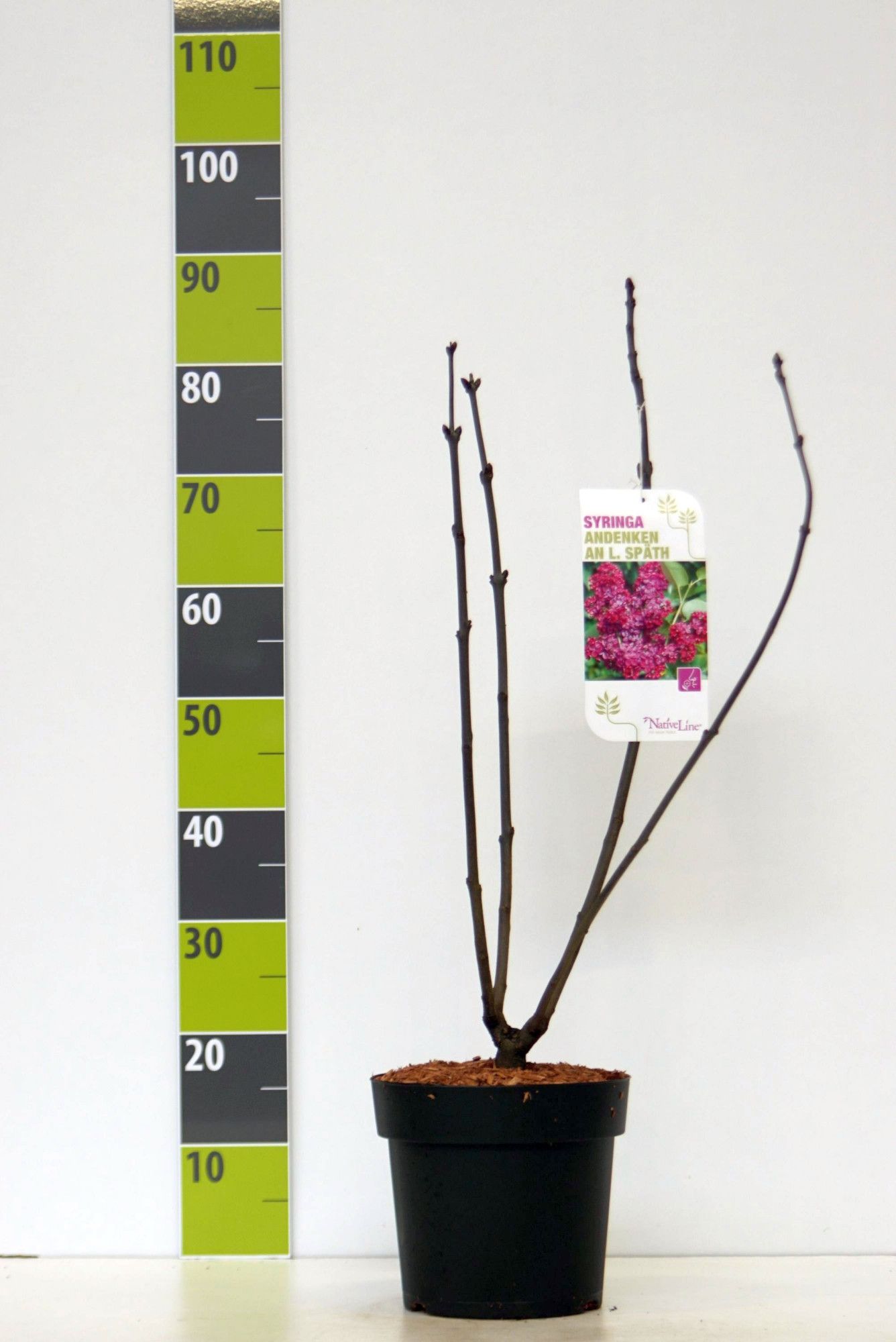 Syringa 'Andenken an Ludwig Späth' C 4,6, D 23