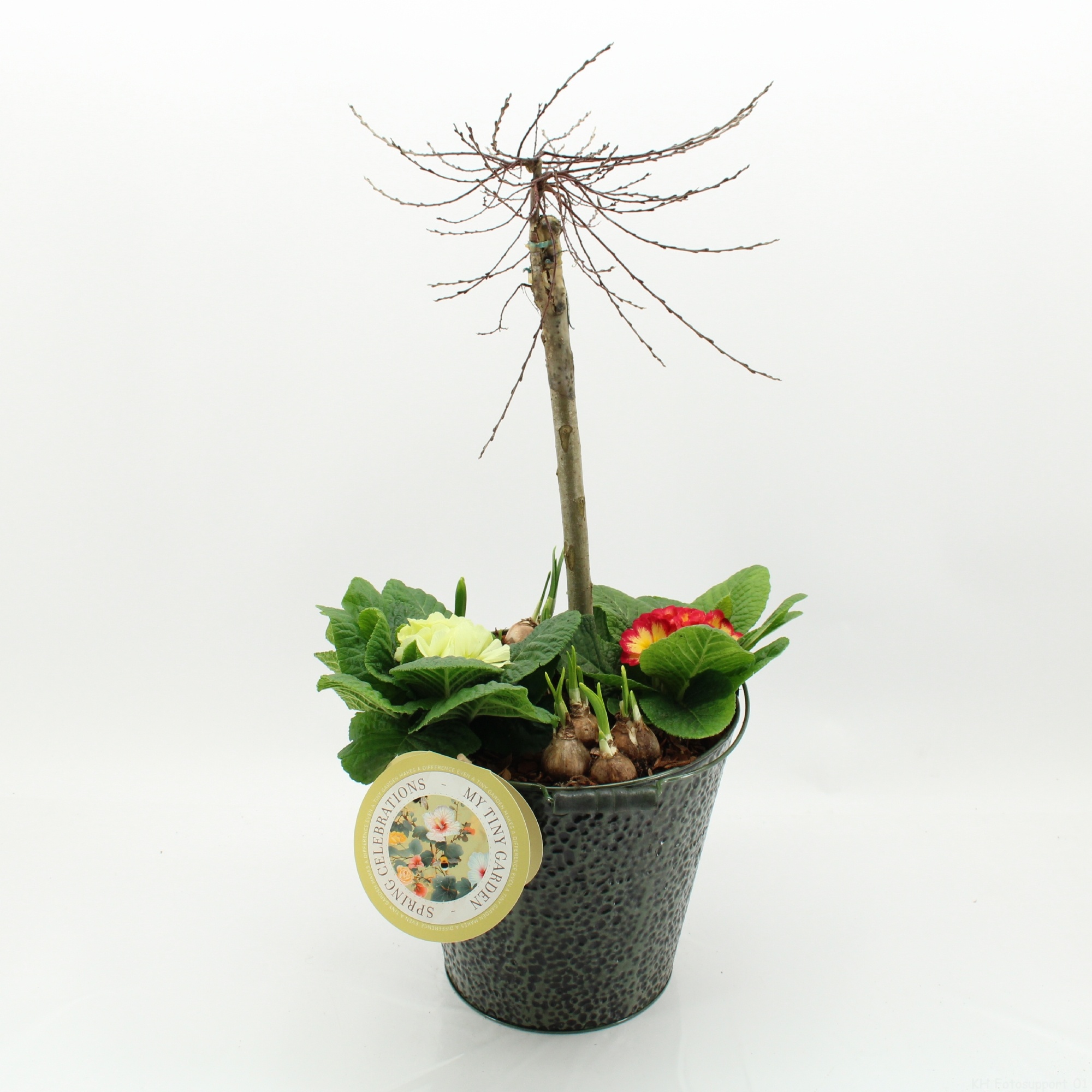 MTG-SA-05 My Tiny Garden Salix, D 26 cm