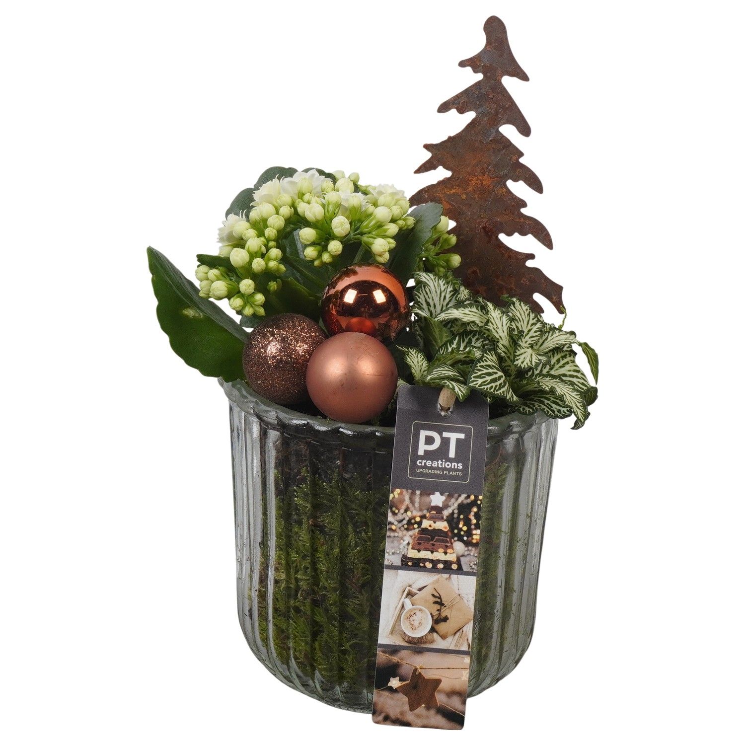 PTCHB9825 Arrangement Christmas Bronze in glazen pot, D 12 cm
