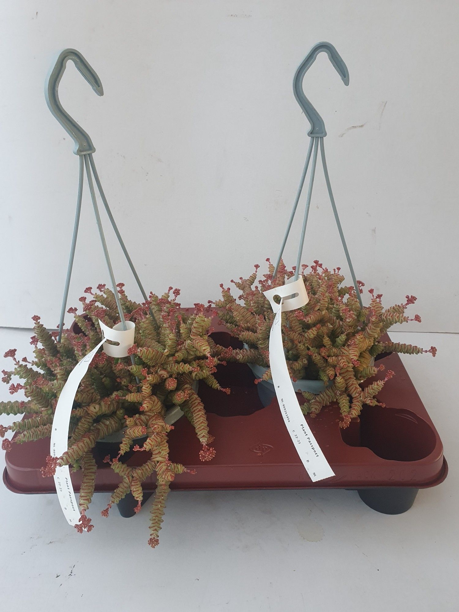 Crassula Marnieriana Hottentot,, D 14