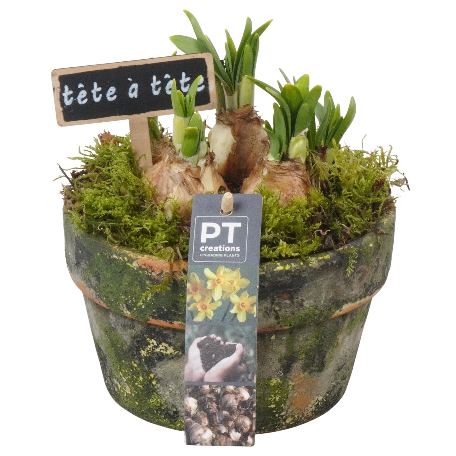 PTN8669 Arrangement Narcissus in terracotta schaal, D 15