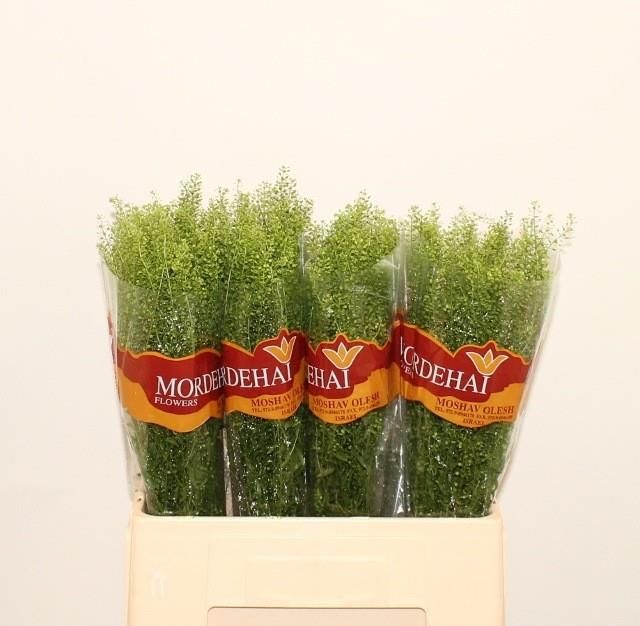 Тласпи Грин Бэлл 65, шт.