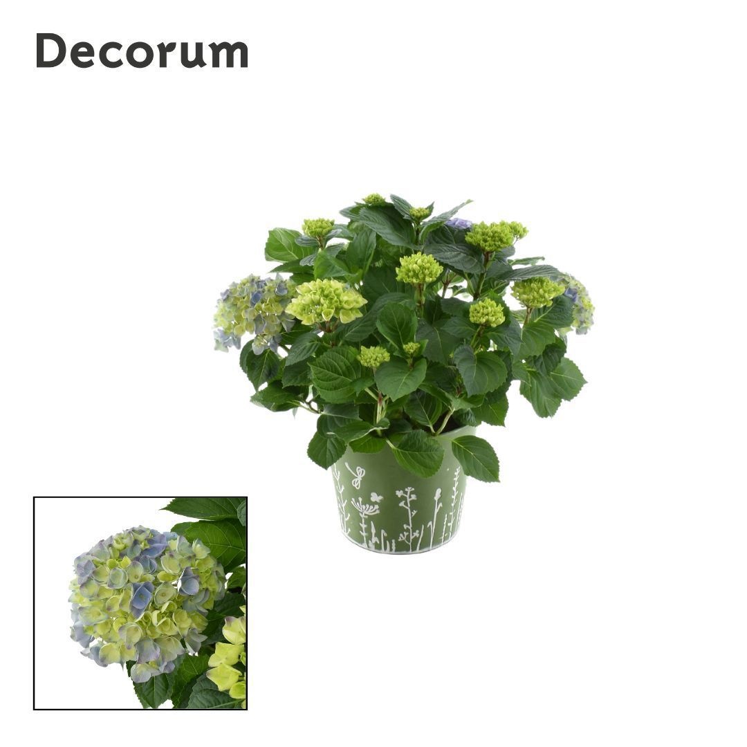 Hydrangea Bol Blue 7 - 12 kop in zink groen (Decorum), D 23