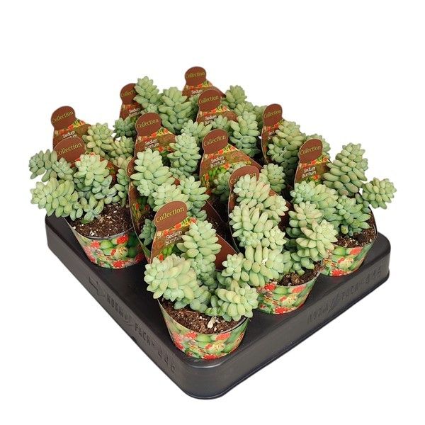SEDUM BURRITUM - POT Ø 6,5 WITH POTCOVER (SUCCULENTEN), D 6,5