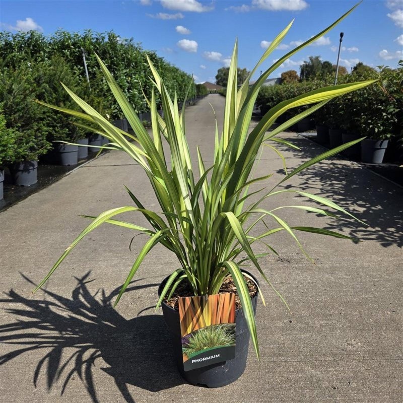 Phormium 'Yellow Wave', D 29 cm