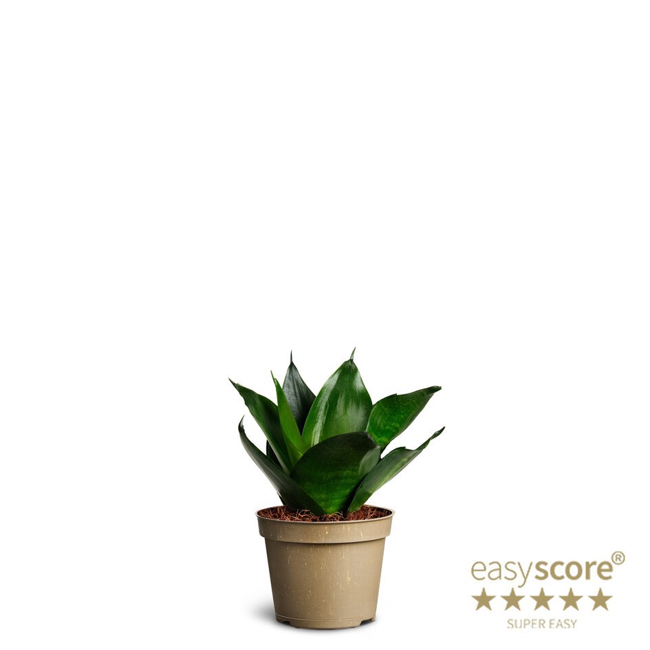SANSEVIERIA TRIFASCIATA 'HAHNII BLACK' 10633000, D 6