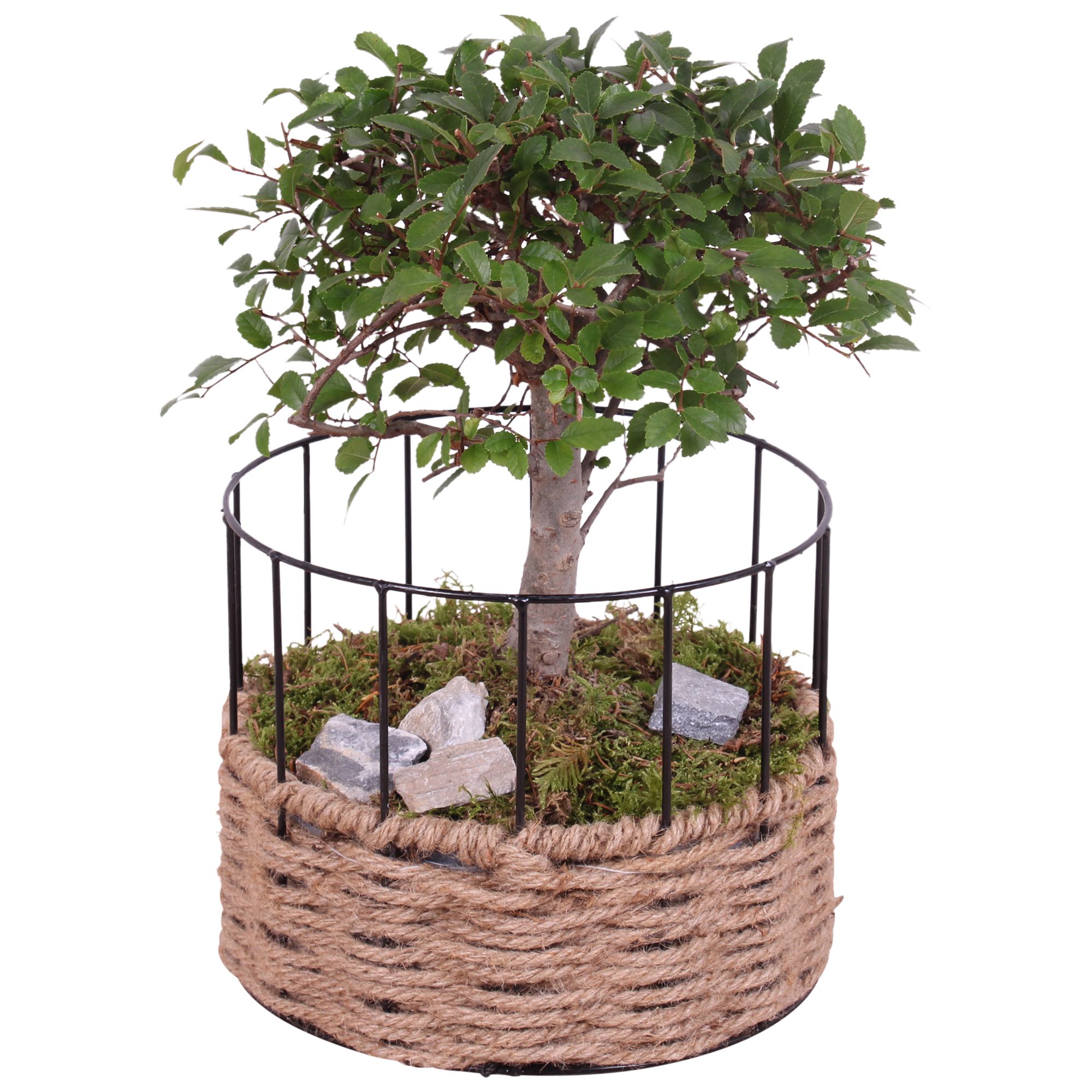 Bonsai Indoor Ø20cm Ball Shape in Frame Rope Pot Round Ø21cm, D 21