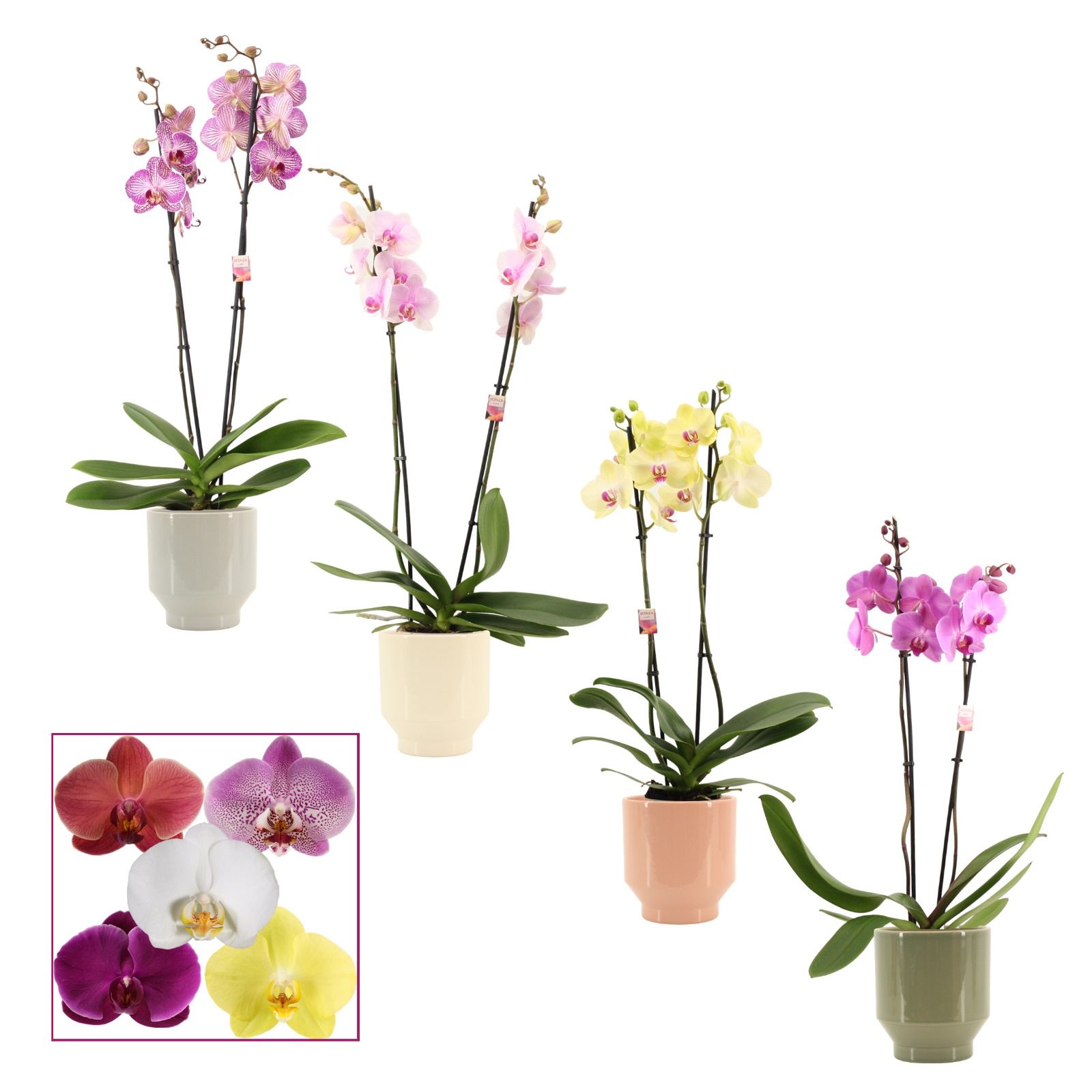Phalaenopsis 2 tak 14+ mix in Pato (Deco-collection), D 12 cm
