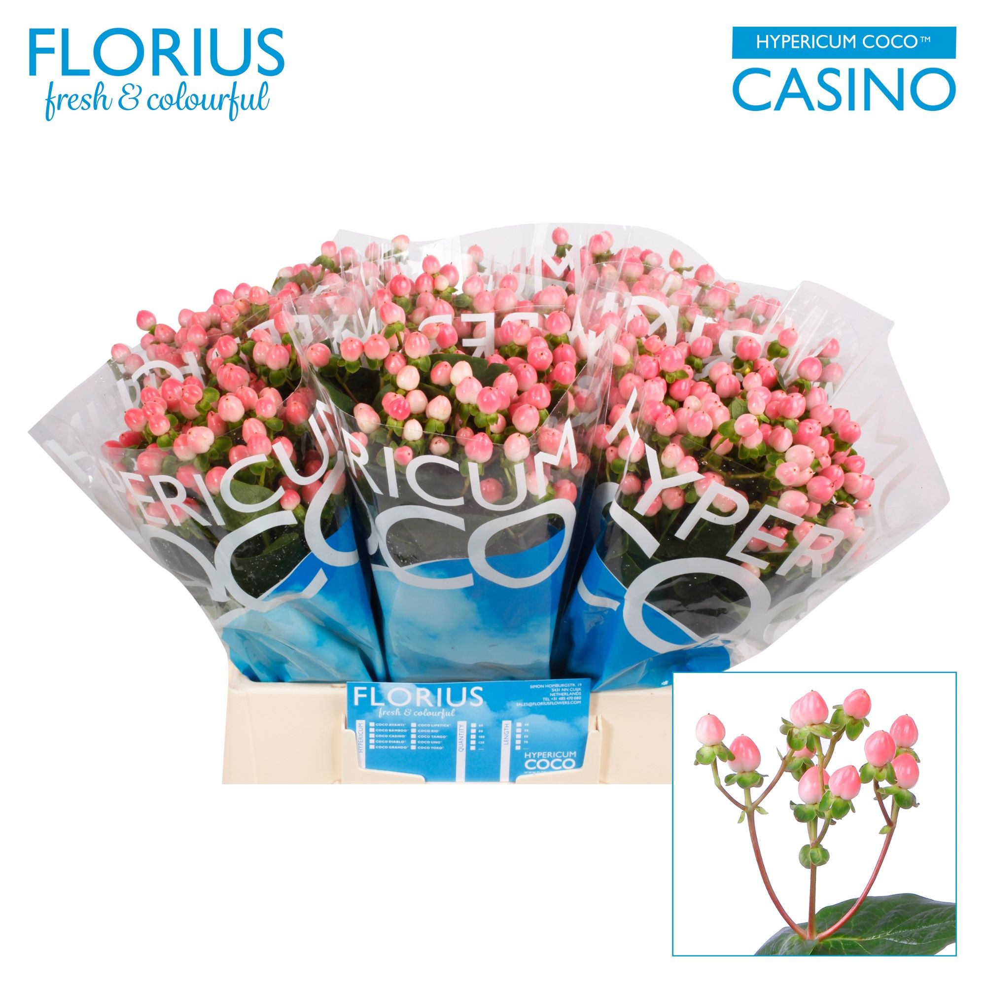 Гипперикум Коко Казино 40, шт.