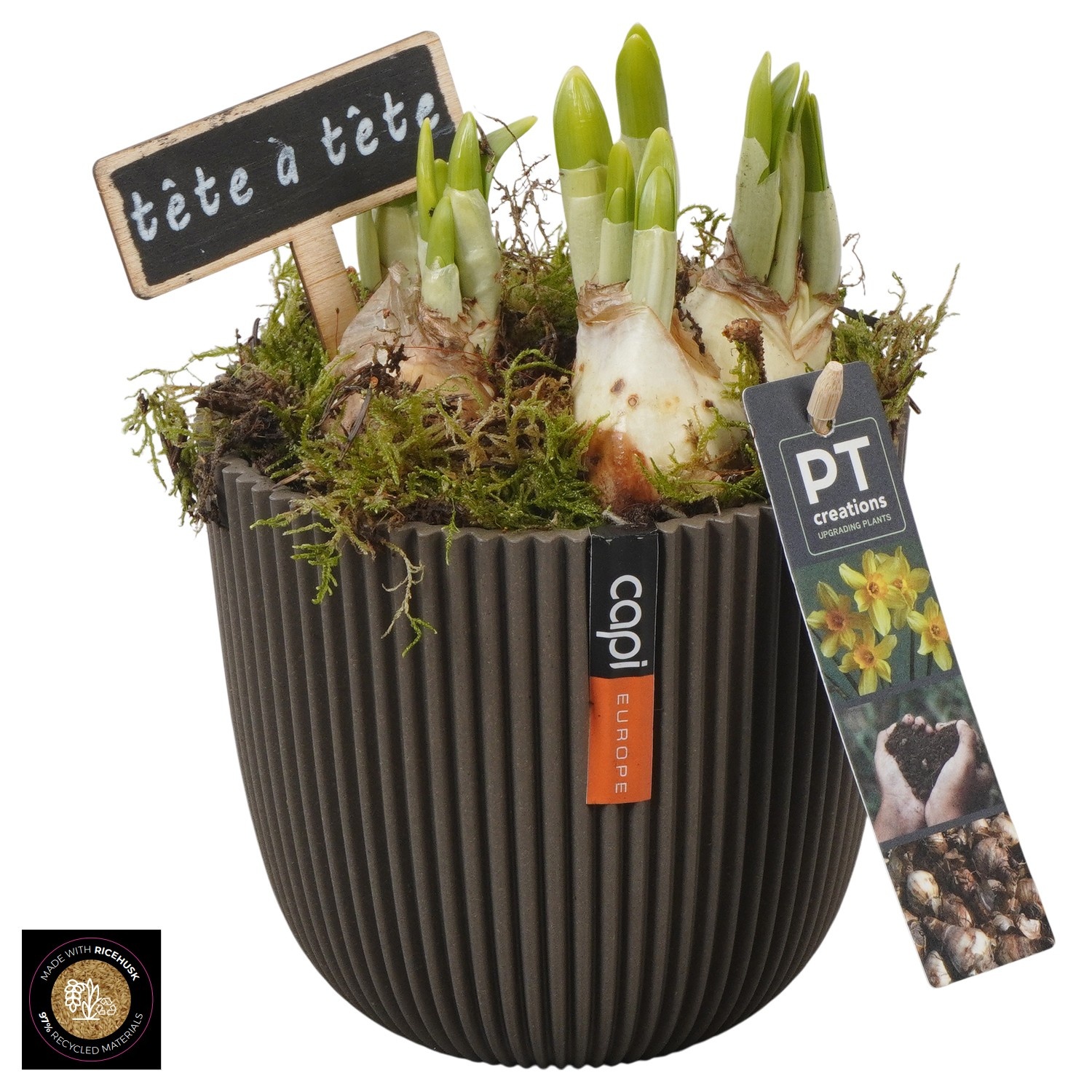PTN8714 Arrangement Narcissus in capi pot, D 13