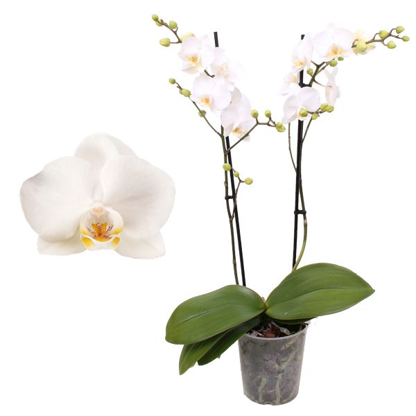 Phal. Multiflora 2-tak "op soort wit", D 12