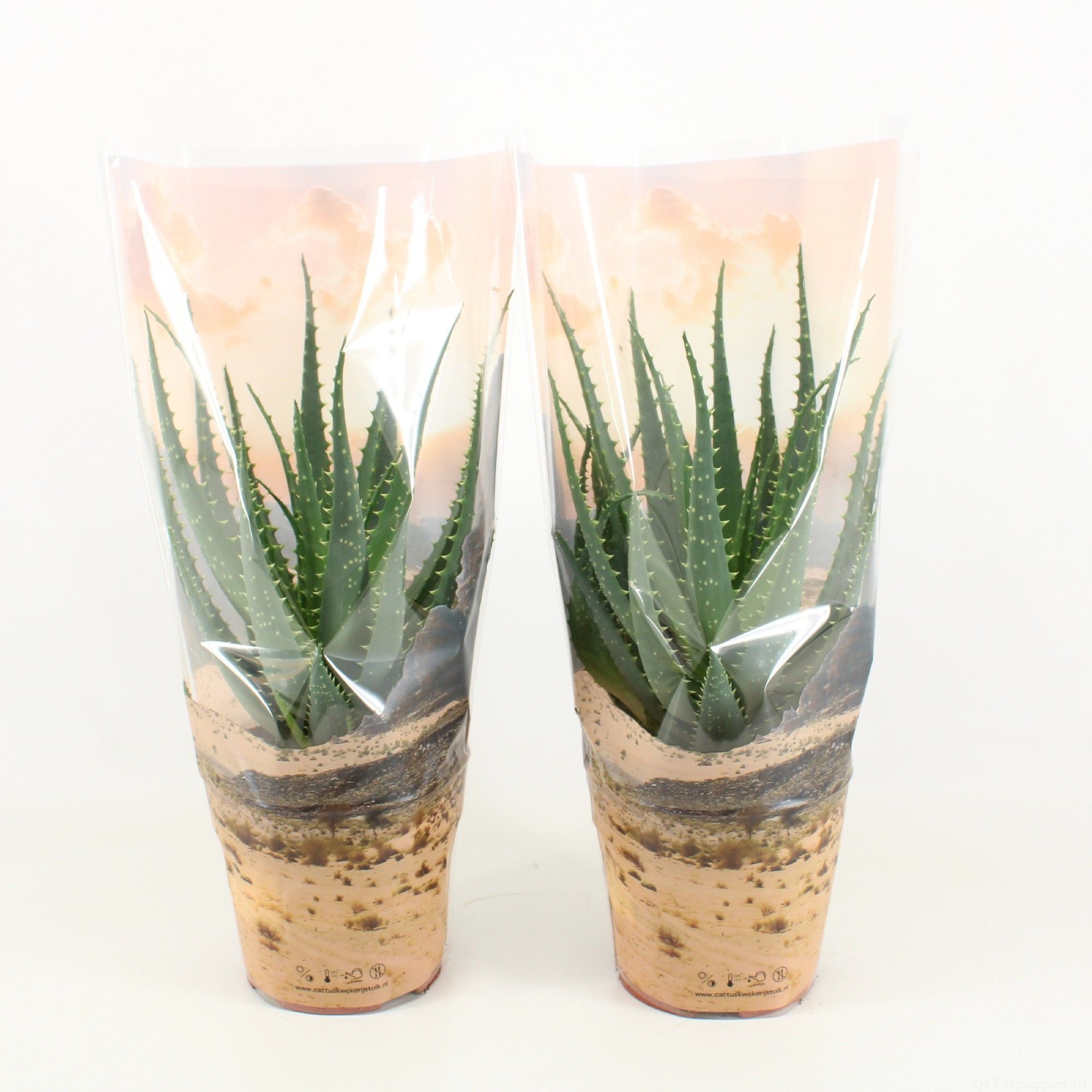 Aloe Arborescens P17 in desert sierhoes, D 17 cm