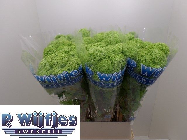 Вибурнум Розеум 100 (зел.), шт.