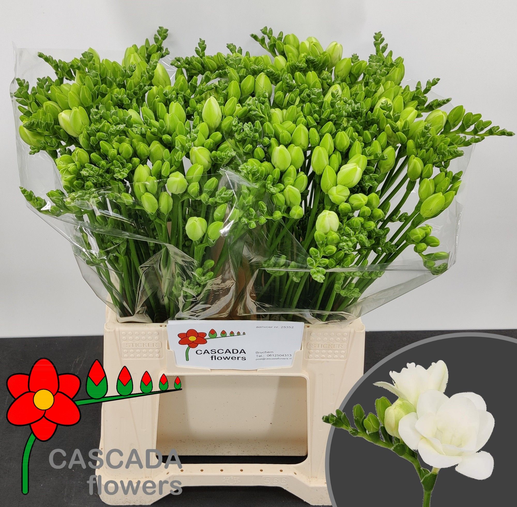 Фрезия дв. Эссенс 40 (бел.), шт.