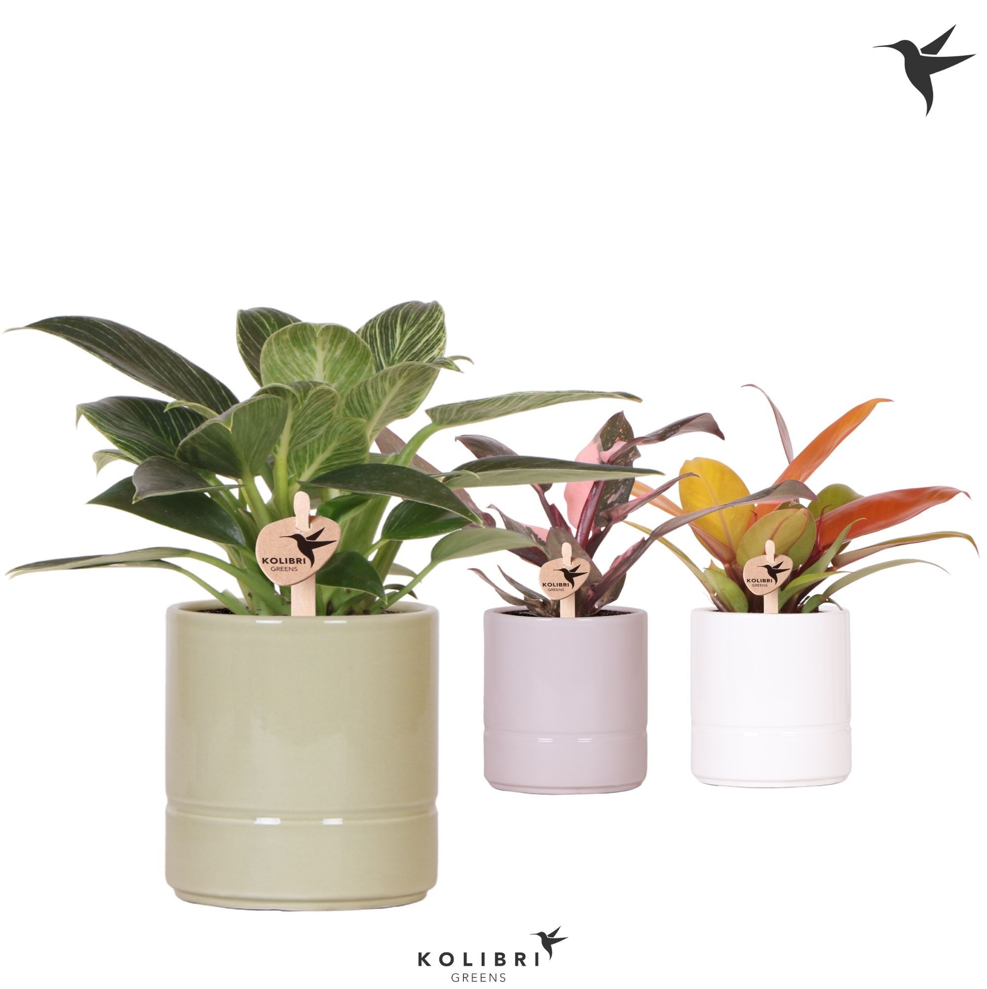 Kolibri Greens Philodendron mix in Pastel pot mix, D 9