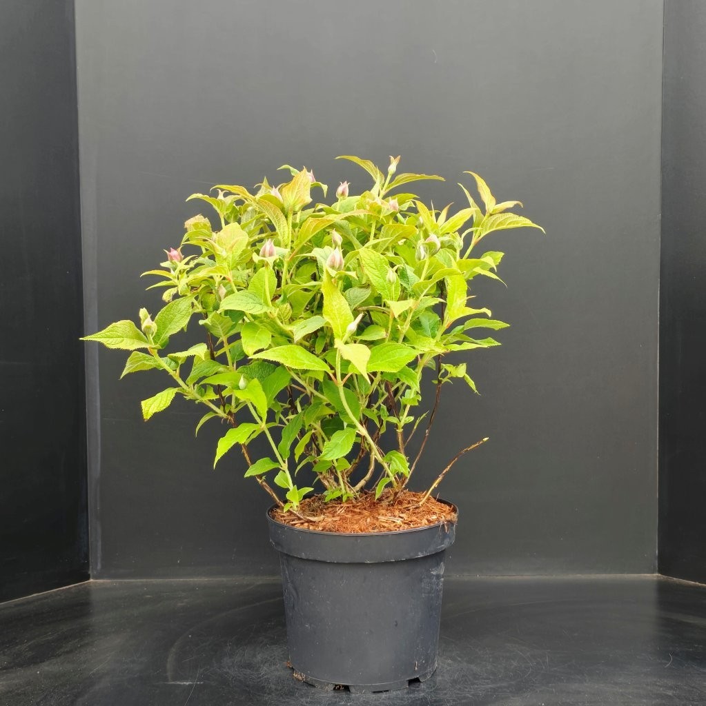 Hydrangea involucrata, D 26 cm