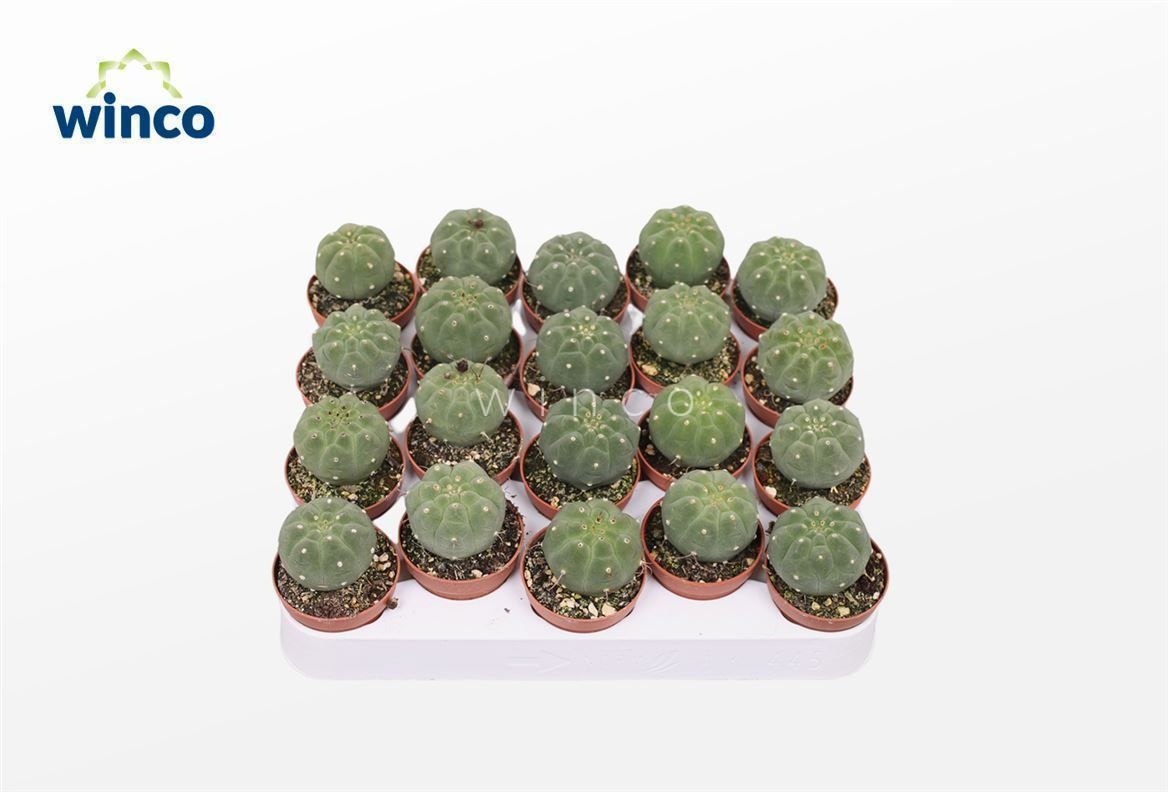 Matucana Madisoriun, D 5,5