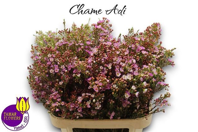 Шамелациум Ади 80 (роз.), шт.