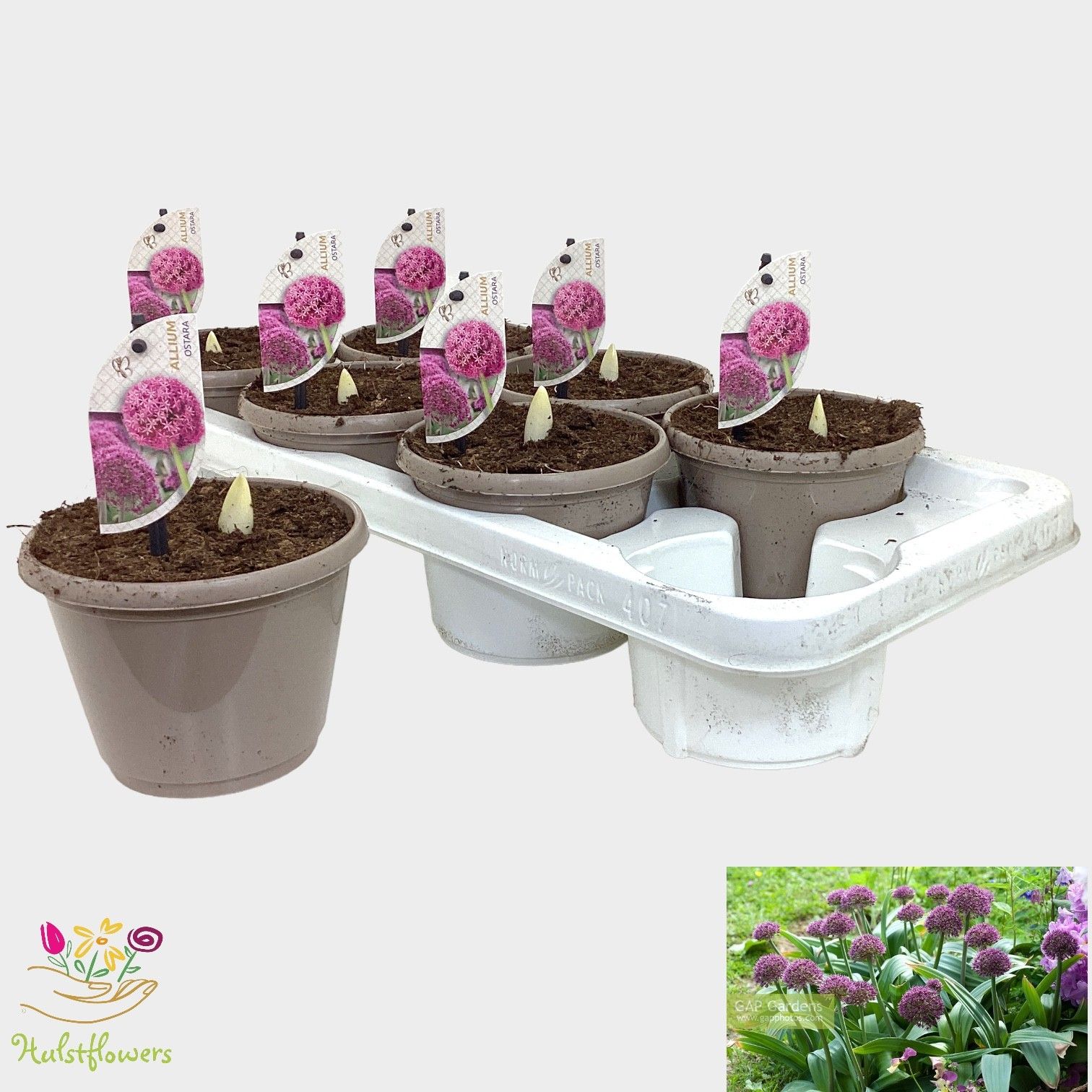 Allium Ostara, D 14