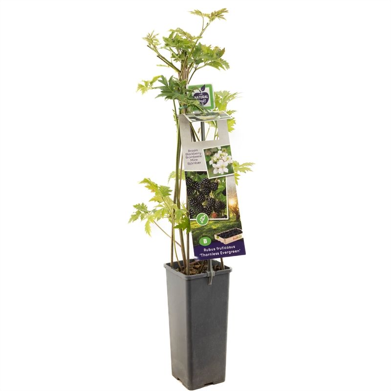 Rubus fruticosus Thornless Evergre Doornloze zoete braam, D 11