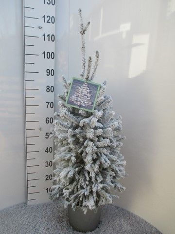 Picea sneeuw Super Green 80-90, P28, D 28