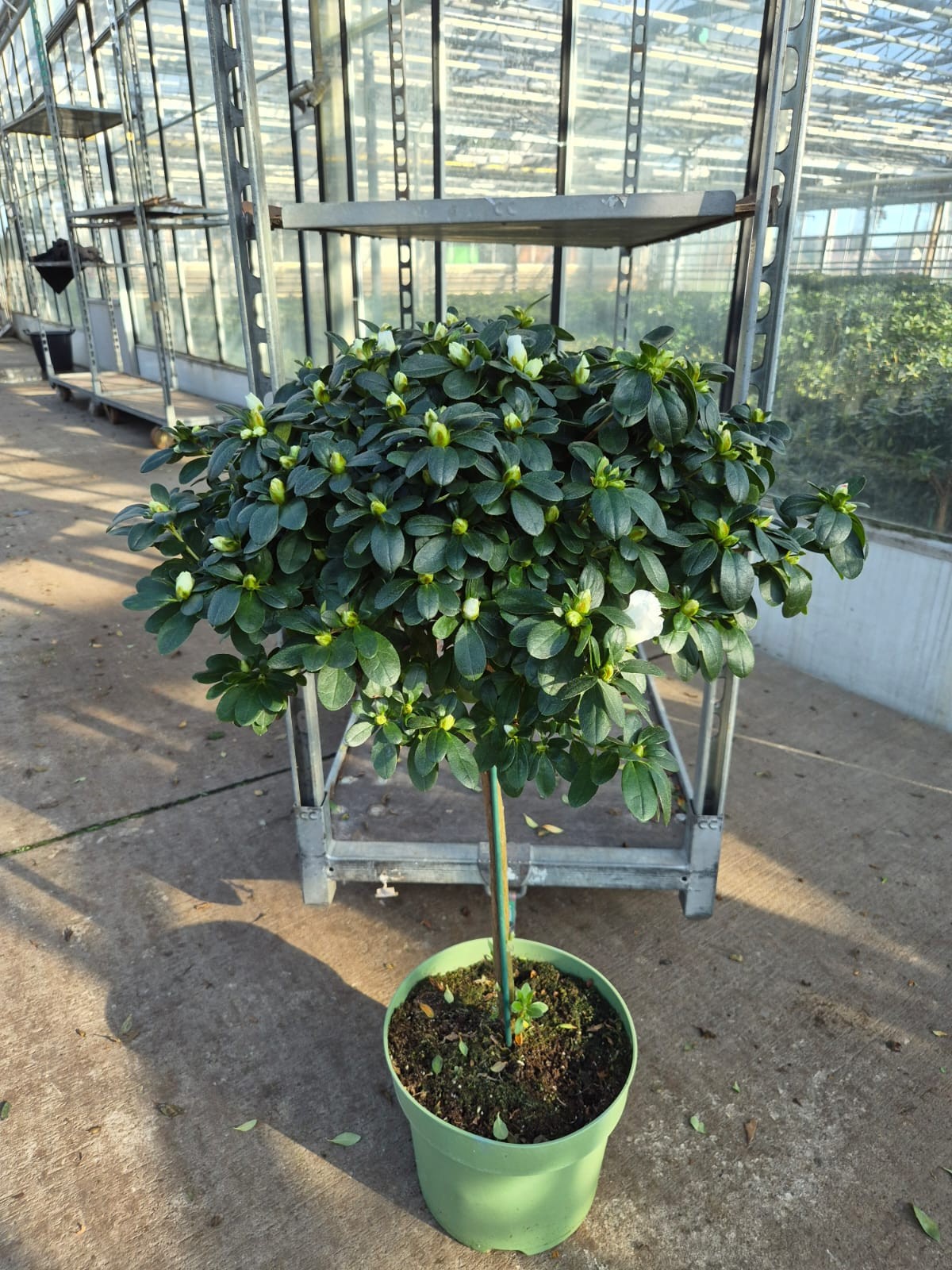 861 RD : P19 Azalea Hoogstam gemengde kleuren, D 19