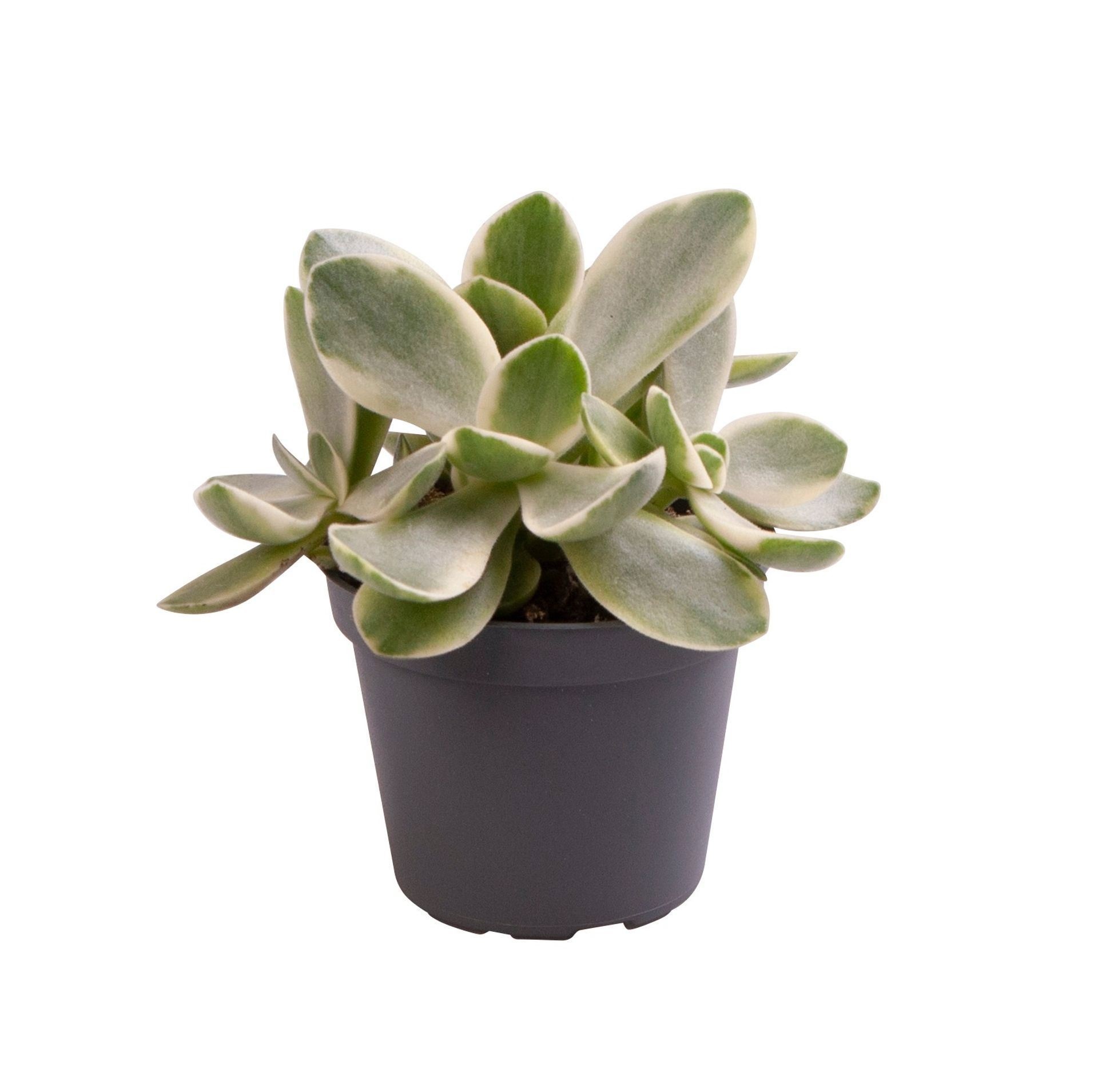Crassula Money Maker Jade Magic�, D 6