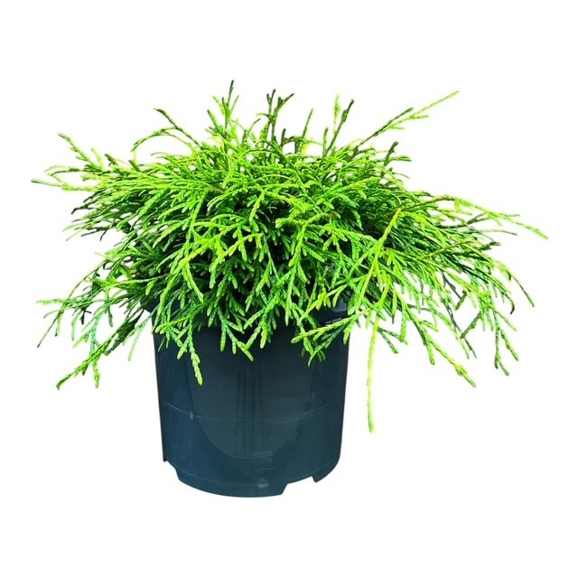 Thuja p. 'Kagers Beauty', D 23