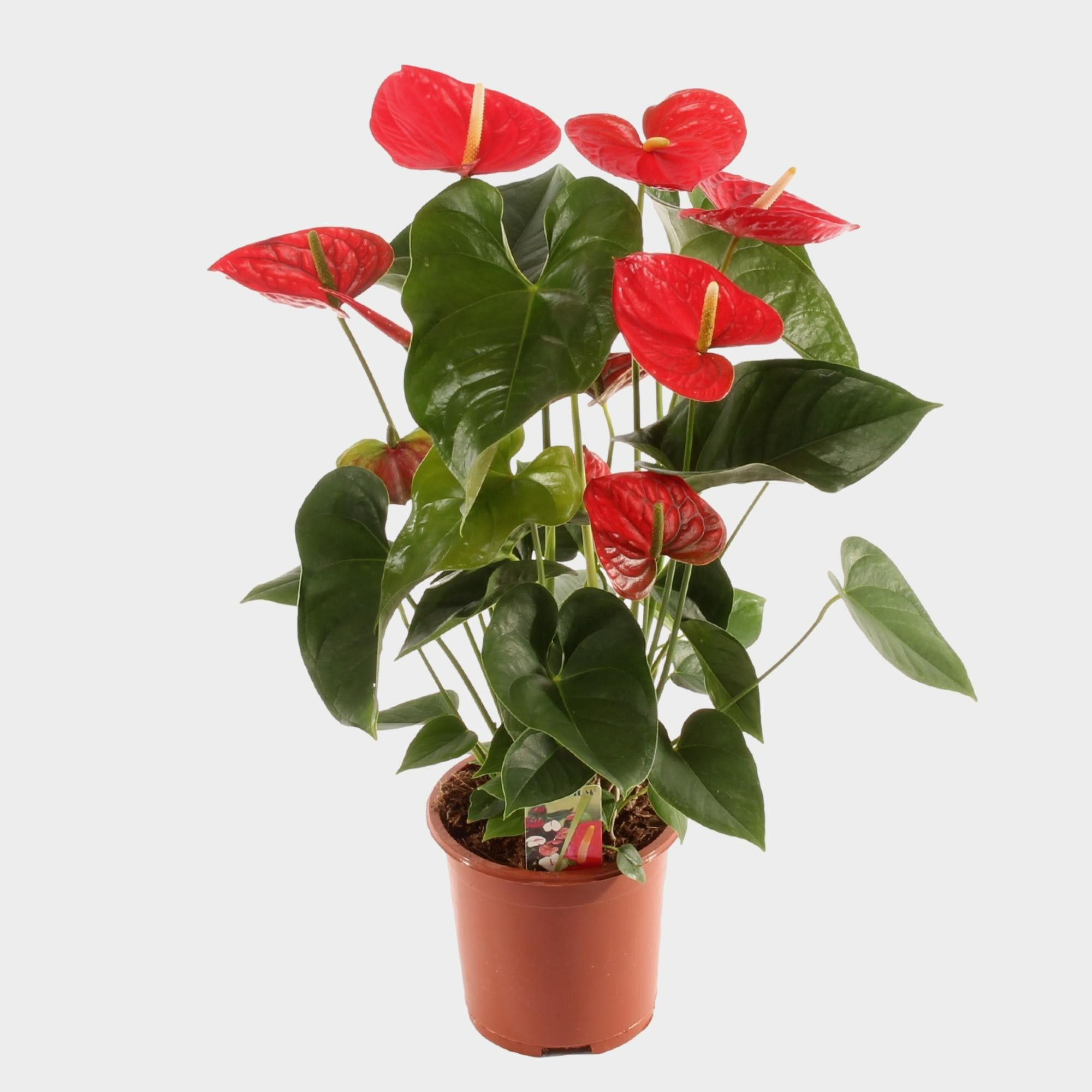 Anth. Red Winner P17 50cm, D 17 cm