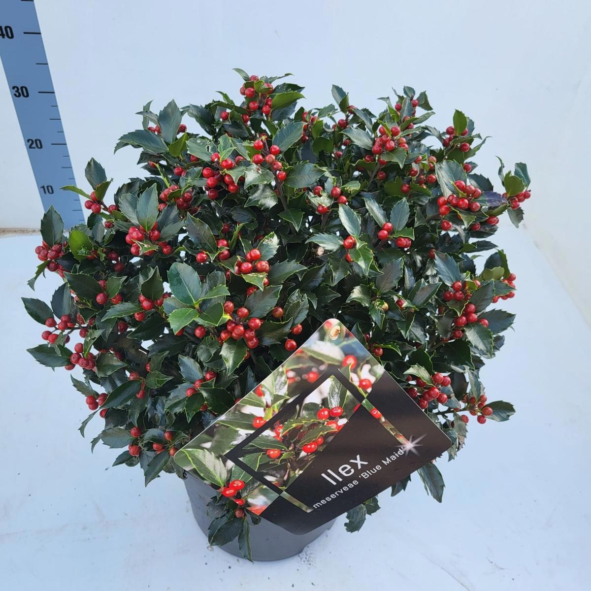 Ilex meserv. Blue Maid, bol, D 29 cm