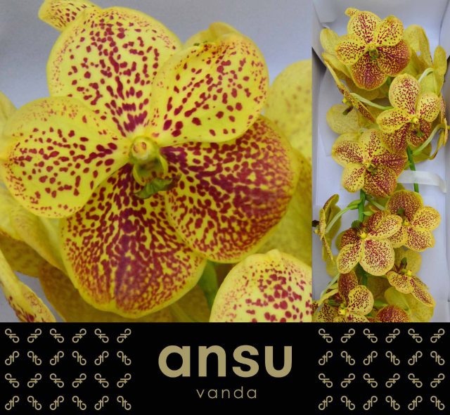 Ванда Сунанда Банана Спот x16, шт.