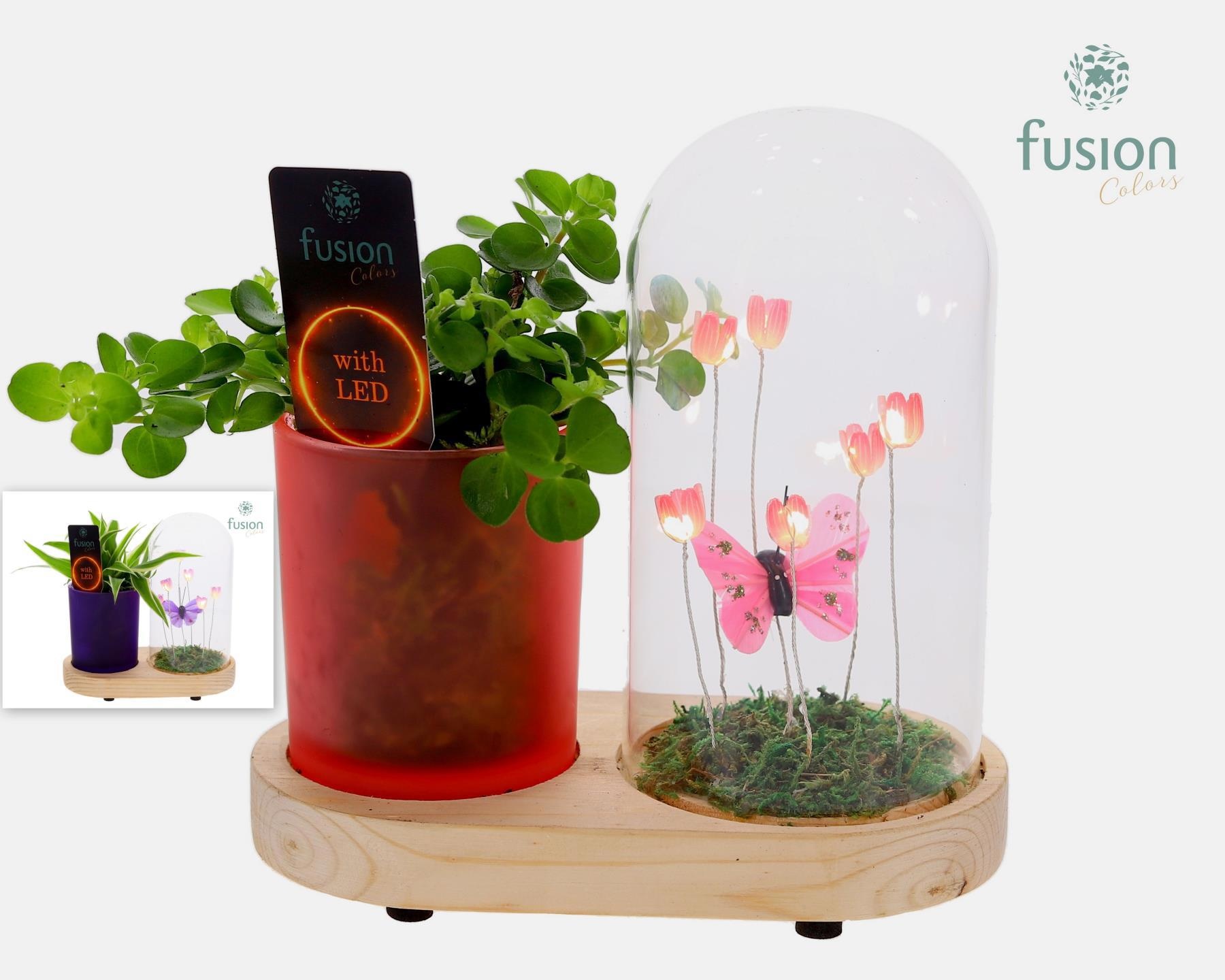 LED Lichtbal Vlinder Large houten planter met Groen planten, D 17