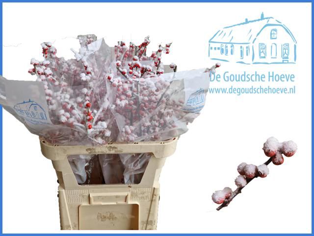 Илекс Овериг Крашеный (краш. ) 80, шт.