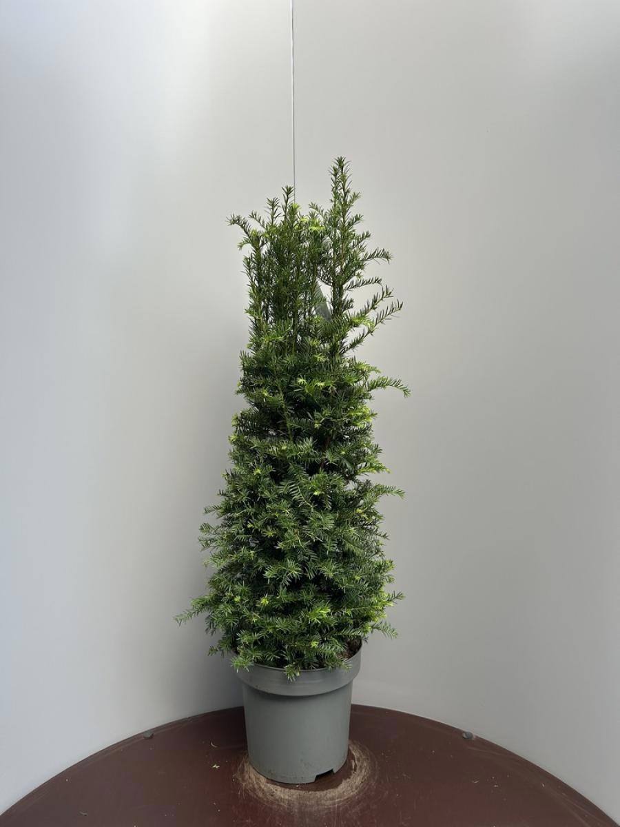 Taxus baccata, D 35 cm