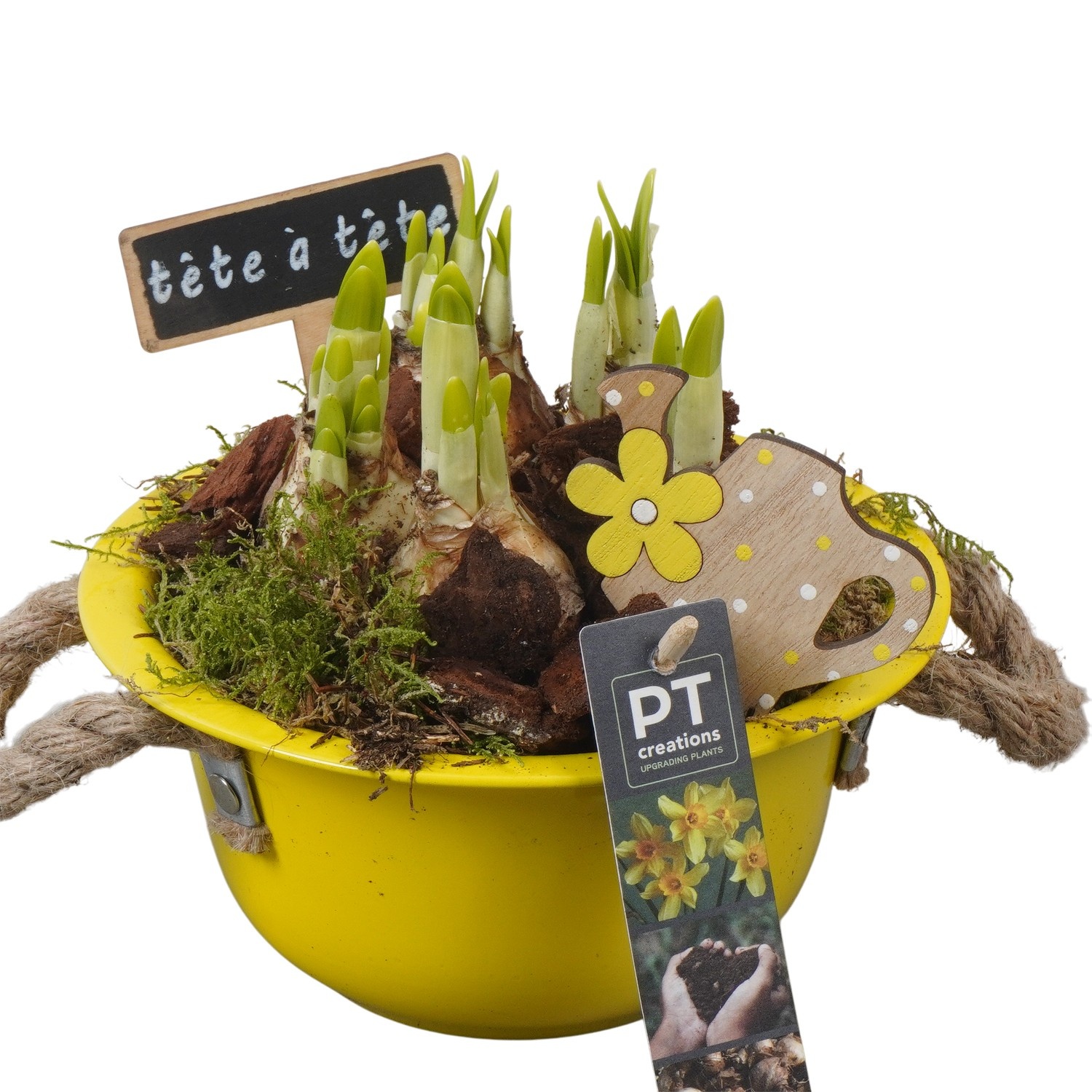 PTN8506 Arrangement Narcissus in zink schaal, D 18