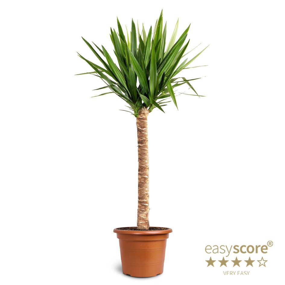 YUCCA ELEPHANTIPES, D 35