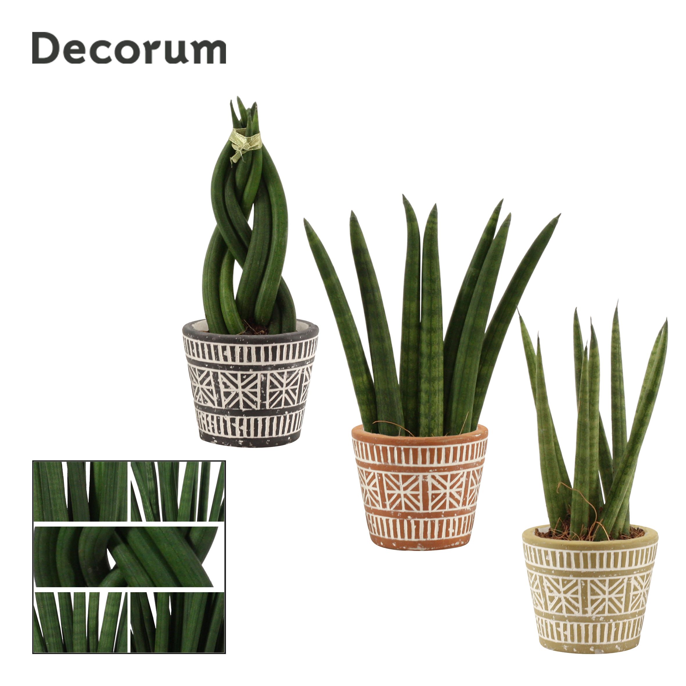 Sansevieria Cylindrica 6 cm Mix in Claire (Neo Architect-coll.), D 6