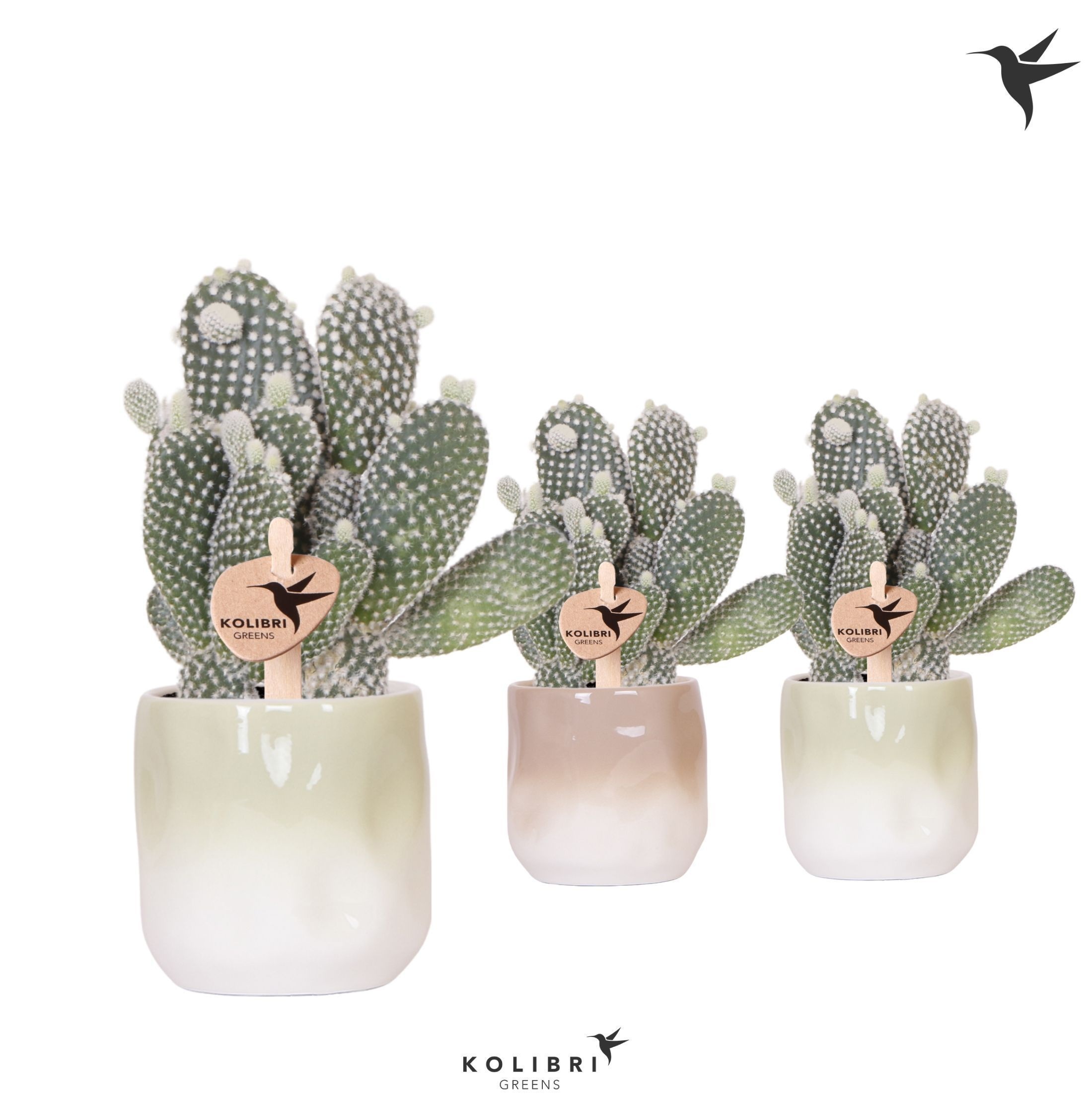 Kolibri Greens Opuntia white in Gradience pot sand mix, D 9 cm